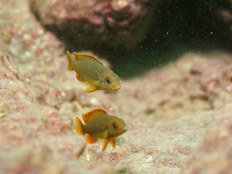 Iodotropheus sprengerae 'Makokola Reef'
